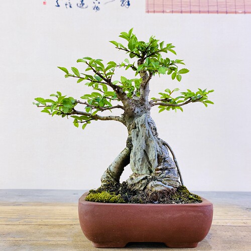 抱石榔榆盆景盆栽云栖园根好易养