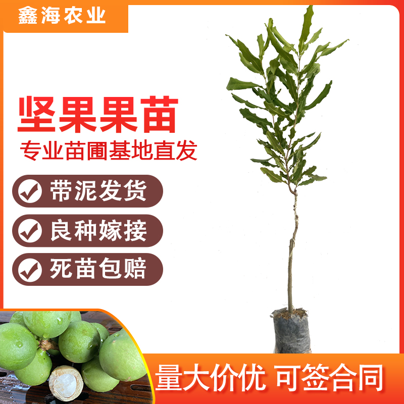 坚果树苗夏威夷果树苗嫁接澳洲坚果桂热一号四季种植原土带叶发货在类目 鲜花速递/花卉仿真/绿植园艺, 花园植物/行道树/果树, 果树中 - 来自Buy2taobao.com提供专业的淘宝代购服务
