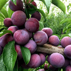 李子树苗嫁接早熟米李青李迟熟钱排三华李蜂糖李果树苗南北方种植