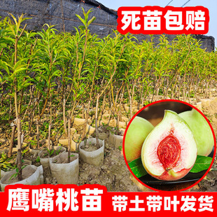 鹰嘴桃果苗桃树苗嫁接水蜜桃苗桃树苗盆地栽南北方种植栽培果树苗