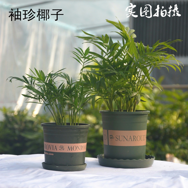 小椰子树 袖珍花 袖珍椰子 水培花卉绿植盆栽盆景植物