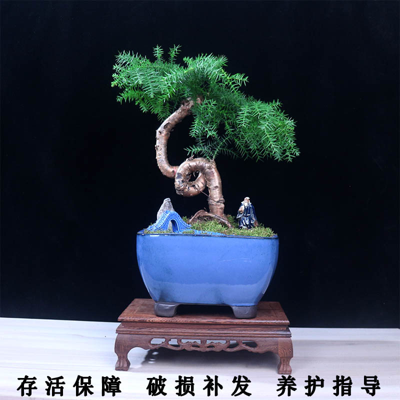 澳洲杉盆景不老松盆栽耐旱老桩造型植物室内客厅办公室绿植南洋杉