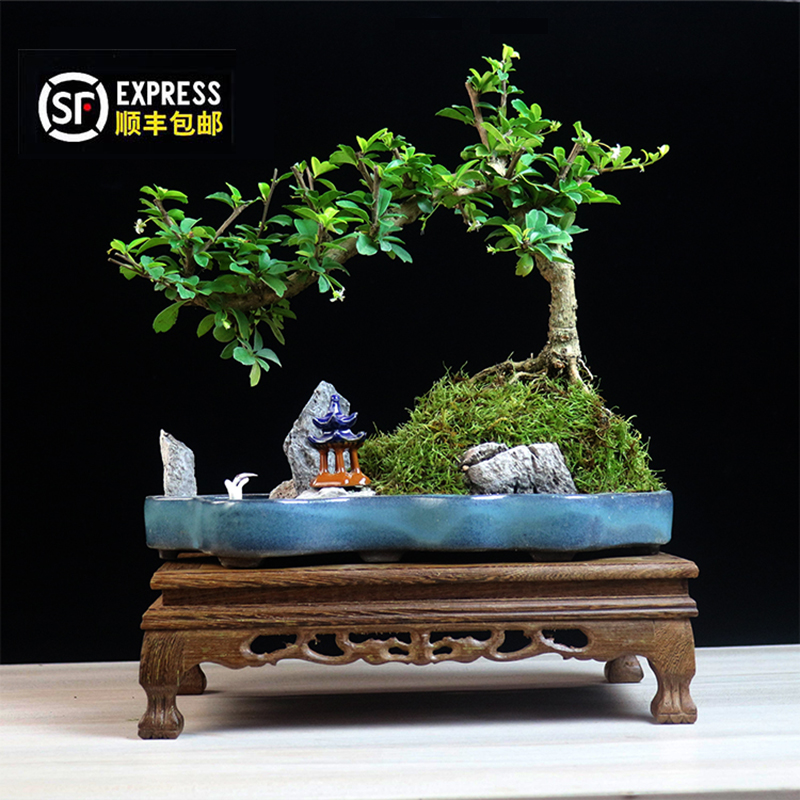 小叶福建茶盆栽山水假山盆景造型老桩植物室内客厅办公室茶室绿植