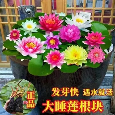 池塘睡莲花鱼缸睡莲根块带花苞四季盆栽水培植物庭院观赏睡莲花苗