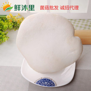 新鲜白灵菇百灵芝菇阿魏菇鲍鱼菇珍贵食用菌菇500g江浙沪5斤包邮
