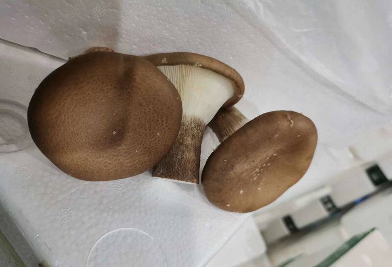 新鲜菌菇 猪肚菇大杯伞大漏斗菌150g江浙沪5任搭5件包邮