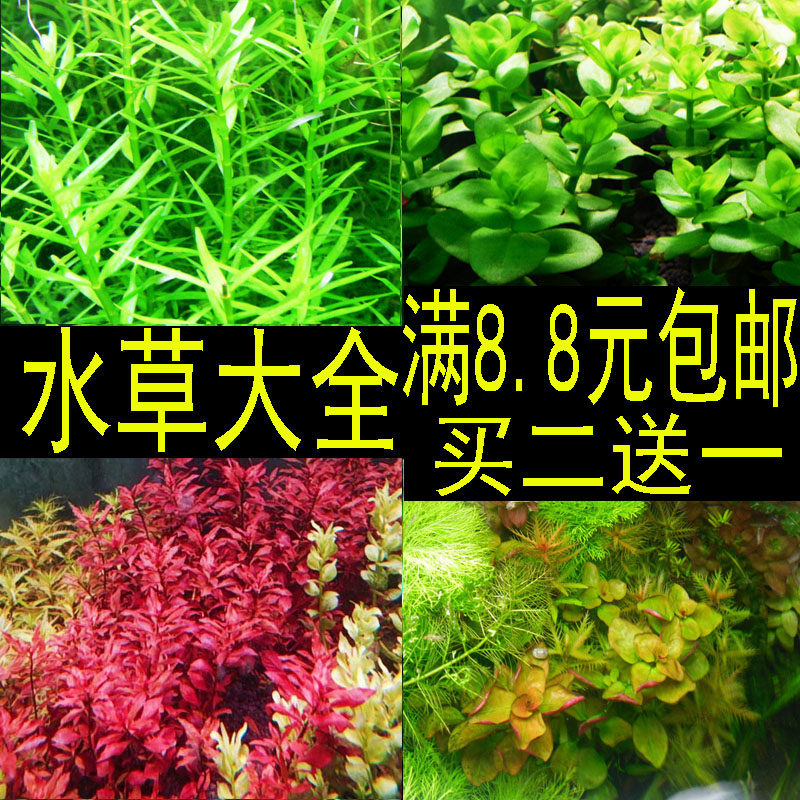 中后景绿菊红绿宫廷小红梅阴性活体真水草淡水有茎类植物造景包邮|ruв категории животное/Животное питание и принадлежностей, аквариум мира, аквариум аквариум оборудования и т.д., тростник - от Buy2taobao.com для оказания профессиональной услуги покупки агента Taobao