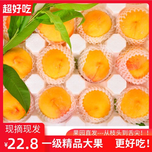 正宗砀山黄桃10斤现摘酸甜脆软