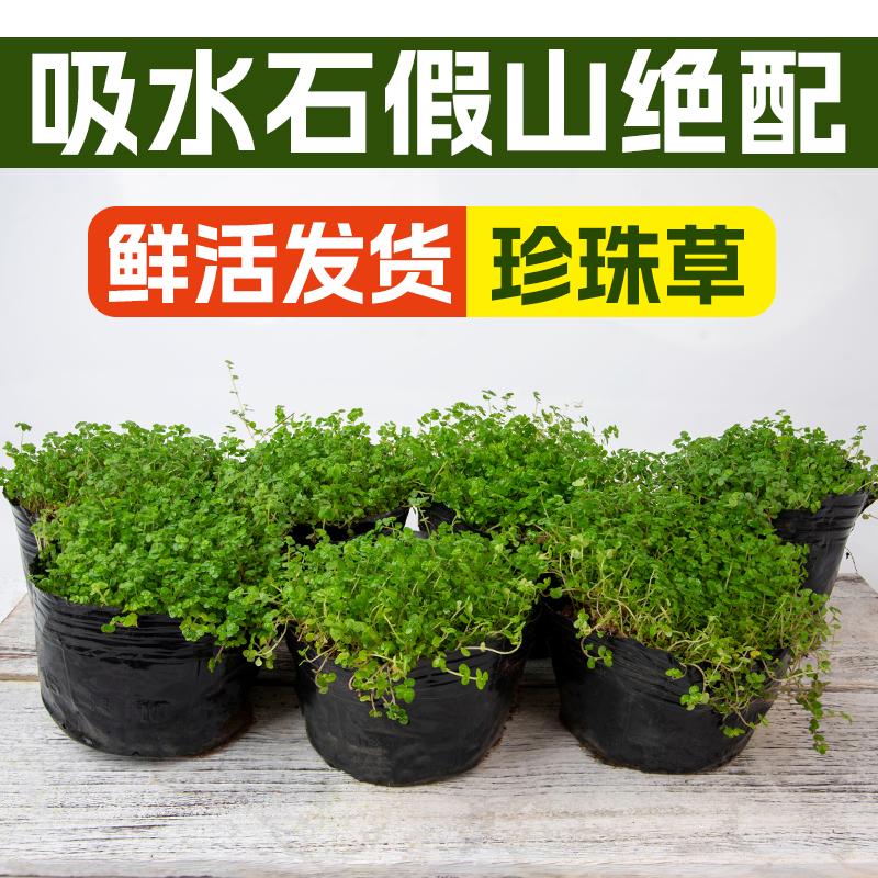 又一山盆景火焰女贞球盆景
