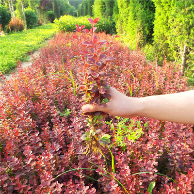 庭院工程绿化红叶小檗木红叶小檗