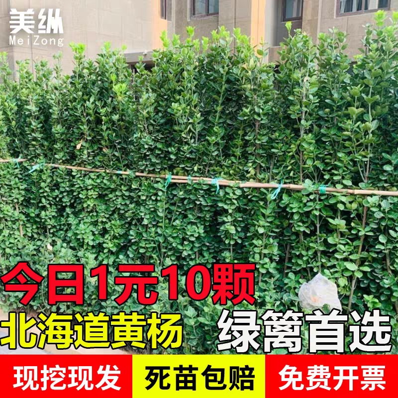北海道黄杨冬青树苗篱笆墙围墙绿篱四季耐寒绿植丛生大叶绿化苗木
