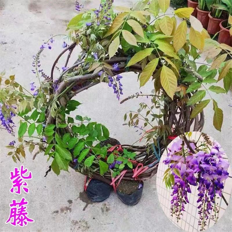 紫藤花庭院紫藤萝爬藤攀援花卉