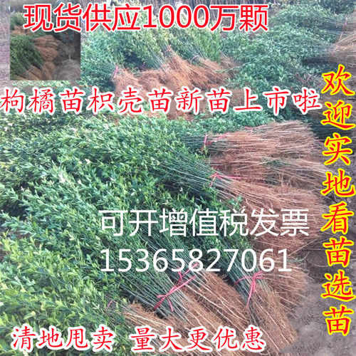 枳壳苗枸橘苗嫁接篱笆带刺植物