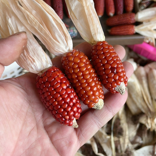 玛瑙红小丢丢毛料三根