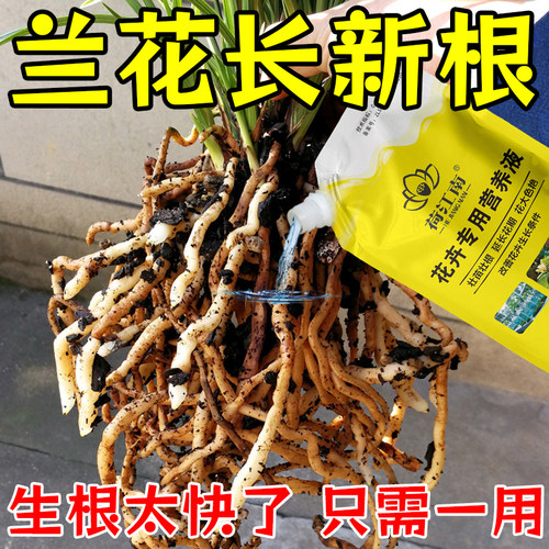 兰花生根爆根壮根营养液