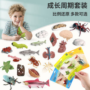 仿真认知动物模型蝴蝶公鸡蚂蚁