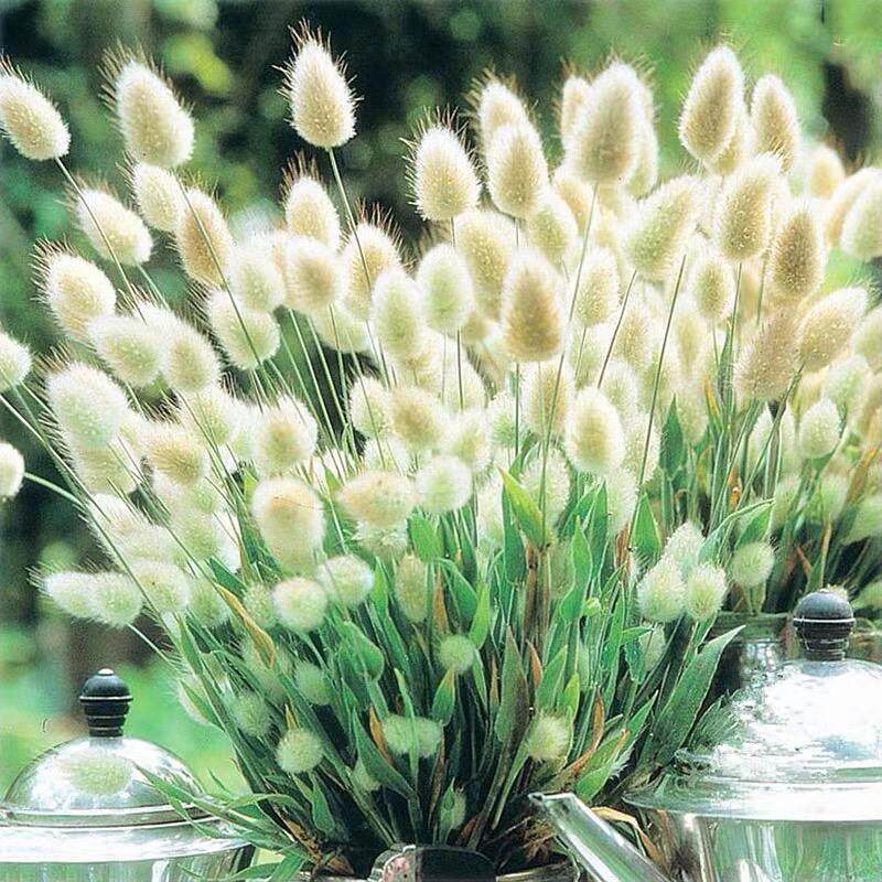 花语草堂激萌观赏草兔尾草耐寒花卉植物盆栽庭院阳台可制干花包邮