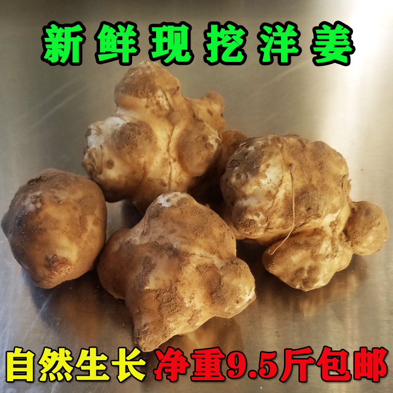 洋姜 新鲜现挖野生陕北菊芋姜不辣酱菜生吃凉拌5斤地姜10斤鬼子姜 水产肉类/新鲜蔬果/熟食 其它 原图主图