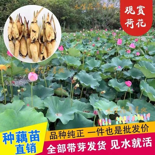 荷花莲花苗盆栽观赏种藕种苗水生植物庭院池塘种植四季