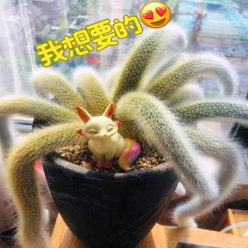 开花九尾狐多肉植物长毛仙人掌科