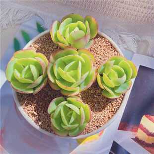 鸡蛋碧桃多肉植物实惠套餐新手好养桌面绿植组合花盆栽室内花卉