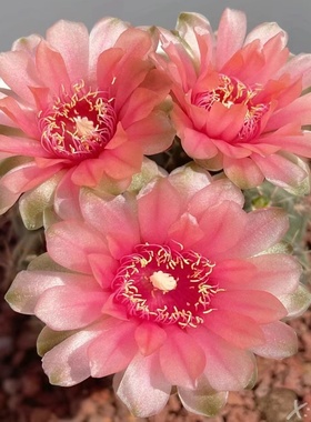 绯花玉仙人球盆栽龙王彩草开花植物室内绿植办公室电脑桌面小盆栽