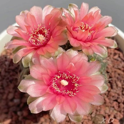 绯花玉仙人球盆栽开花植物室内绿植新手好养办公室电脑桌面小盆栽