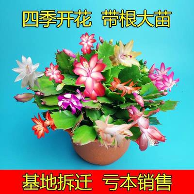 多色蟹爪兰盆栽重瓣花卉植物带花苞发货室内好养活的绿植四季开花