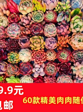 多肉植物组合套餐桃蛋玉露法师钱串花卉盆栽室内阳台桌面防辐射