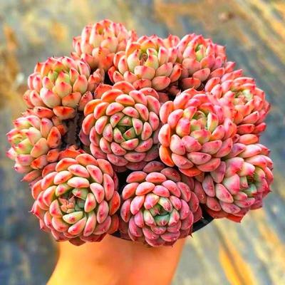 蓝精灵多肉植物好养老桩群生蓝苹果阳台庭院桌面绿植迷你多肉盆栽