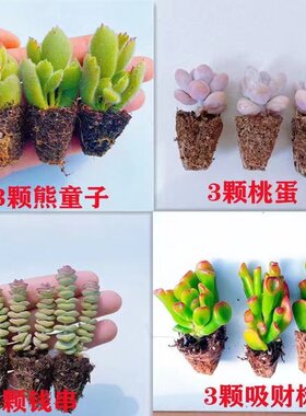 多肉植物组合套餐新手好养桃蛋吸财树熊童子钱串串阳台迷你小盆栽