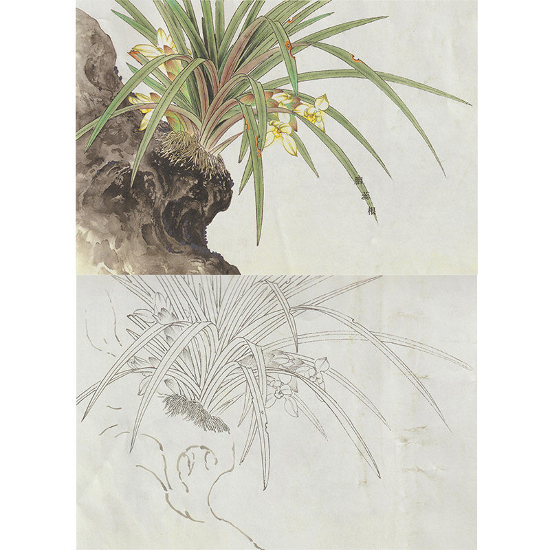 【有步骤】工笔画白描底稿兰花鸟国画初学技法兰草临摹练习作业稿