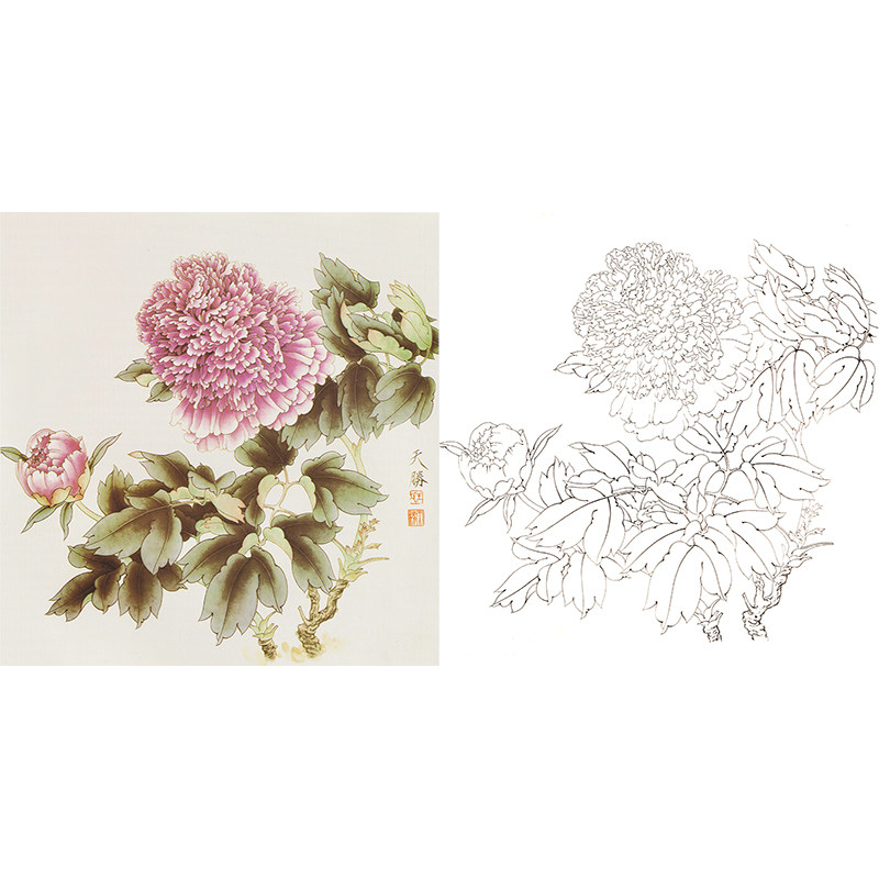 【有步骤】临摹王天胜工笔画白描底稿牡丹花鸟国画小品打印线描稿