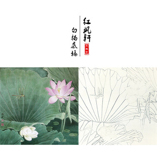【有步骤】临王永才斗方小品《荷花蜻蜓》花鸟国画工笔画白描底稿