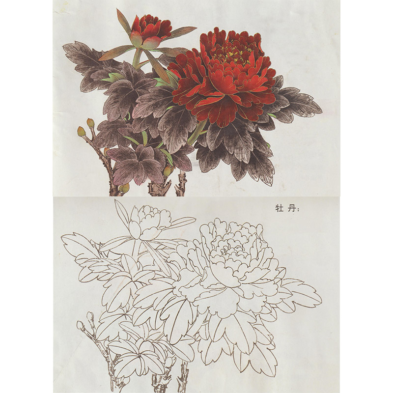 【有步骤】工笔画白描底稿牡丹花鸟练习临摹国画初学技法线描底稿