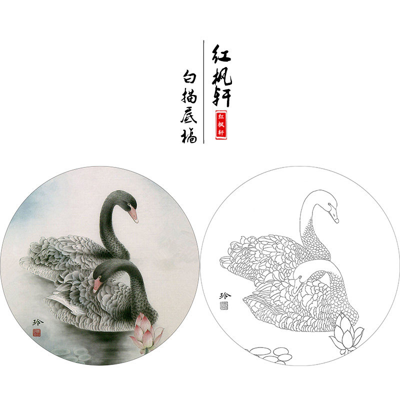 【有步骤】临郑玲玲花鸟国画团扇小品黑天鹅初学者工笔画白描底稿