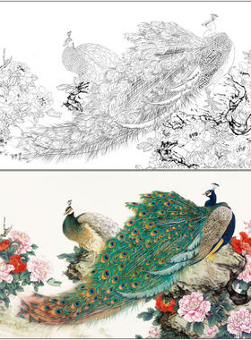 有步骤工笔画白描底稿孔雀素材