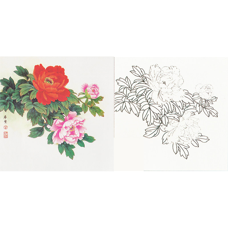 【有步骤】国画花鸟工笔画白描底稿田希丰斗方小品牡丹线描临摹稿