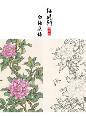 有步骤王少卿工笔画白描底稿牡丹