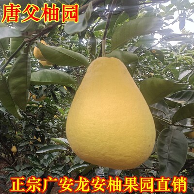 唐父柚园红心柚龙安柚