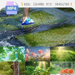高清夏至节气24节气清新视频炎热阳光绿叶大树林影蝉鸣西视频素材