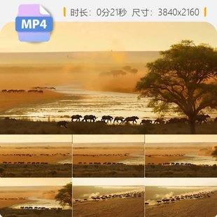 高清非洲动物大迁徙野生哺乳野生动物实拍自然纪录片视频素材