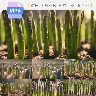 高清芦笋种植特写大棚洒水灌溉采收绿白石刁柏春地展示视频素材