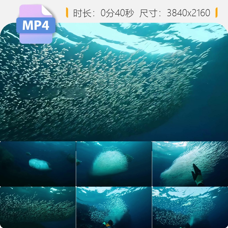 高清南极深海磷虾与基围鱼群潜水珊瑚礁生态系统繁殖饲养视频素材