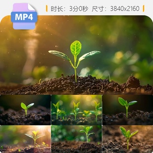 高清种子发芽茁壮成长植物破土而出春天延时摄影万物生长视频素材