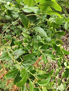 金刚藤菝葜冷饭团1份1棵