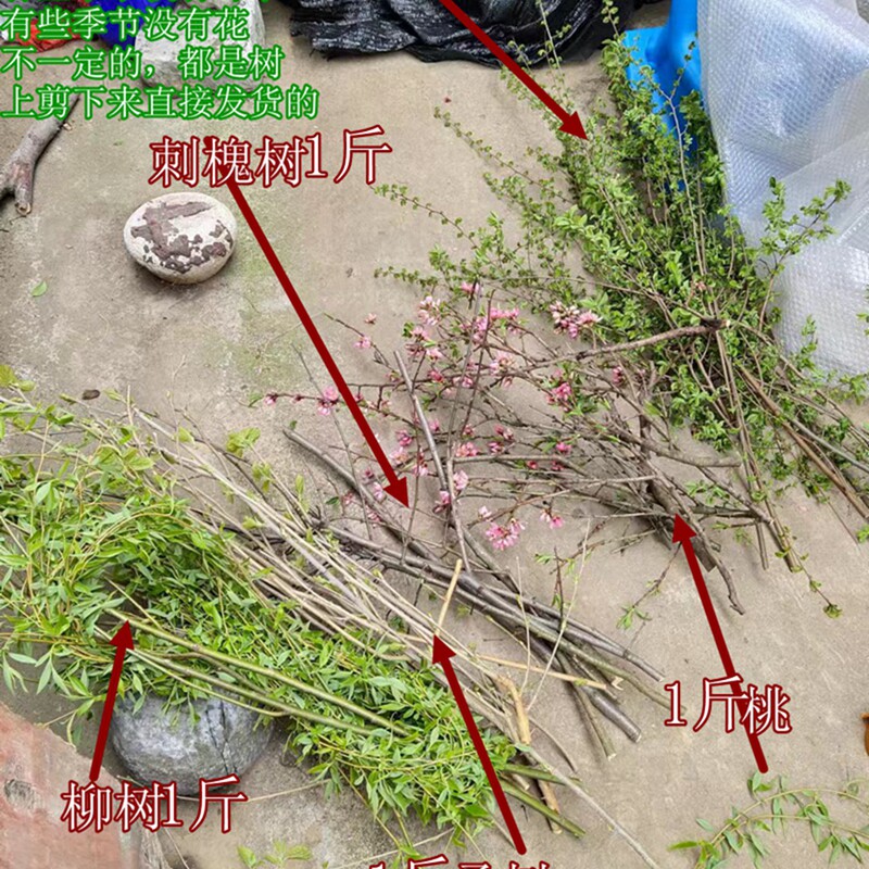 桃柳桑槐榆  图片陆续更新