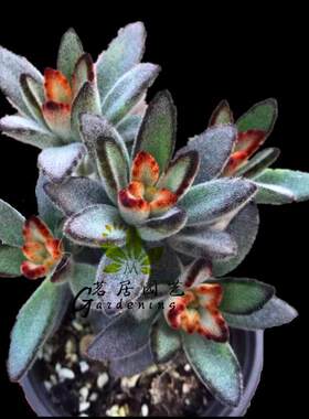 多肉植物盆栽黑兔耳月兔耳