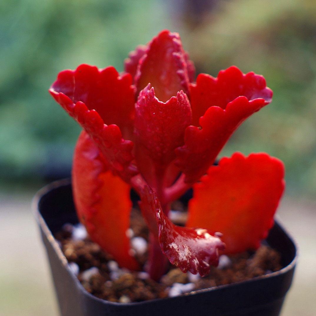 朱莲多肉植物盆栽高档红色肉肉办公室内阳台防辐射创意绿植花卉