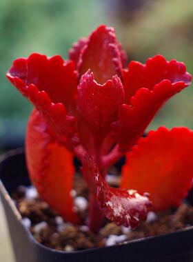 朱莲多肉植物盆栽高档红色肉肉办公室内阳台防辐射创意绿植花卉